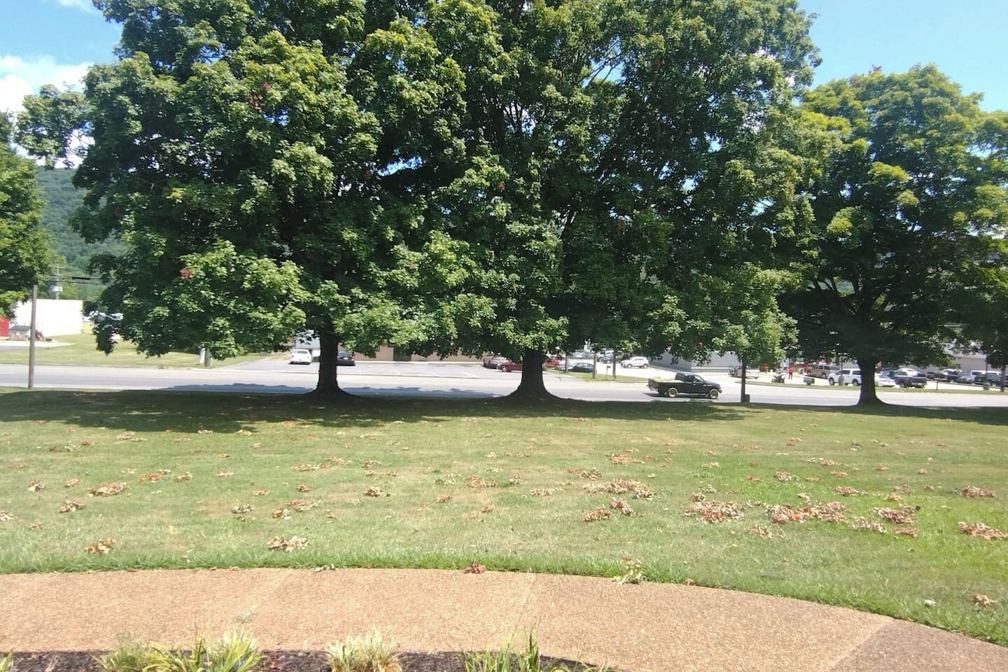 A large tree in a grassy area with a paved path and a road in the background.