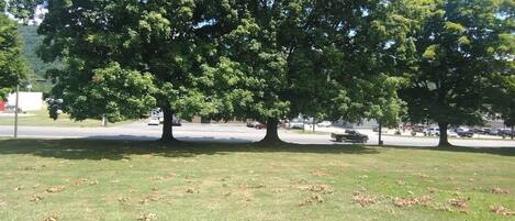 A large tree in a grassy area with a paved path and a road in the background.