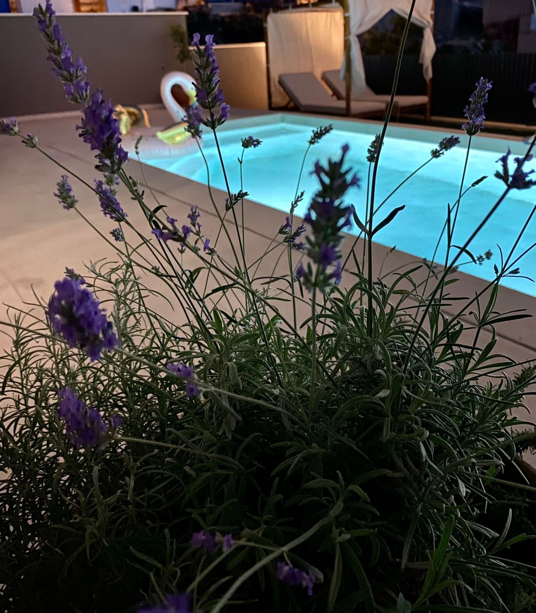 Een zwembadgedeelte met lavendelplanten op de voorgrond en een zwembad op de achtergrond.