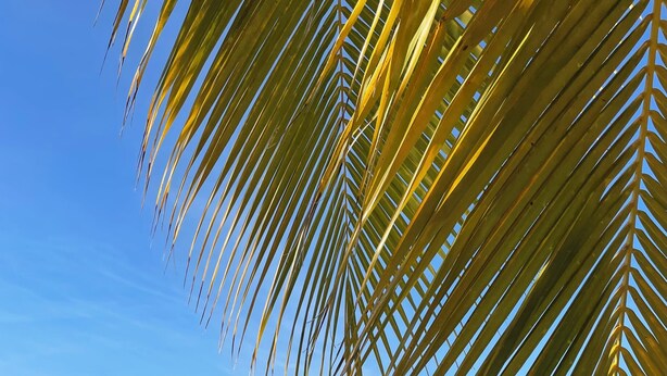 A beach with clear turquoise water, a sandy shore, and a palm tree in the foreground.