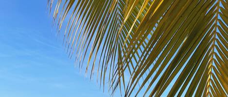 مناشف للشاطئ