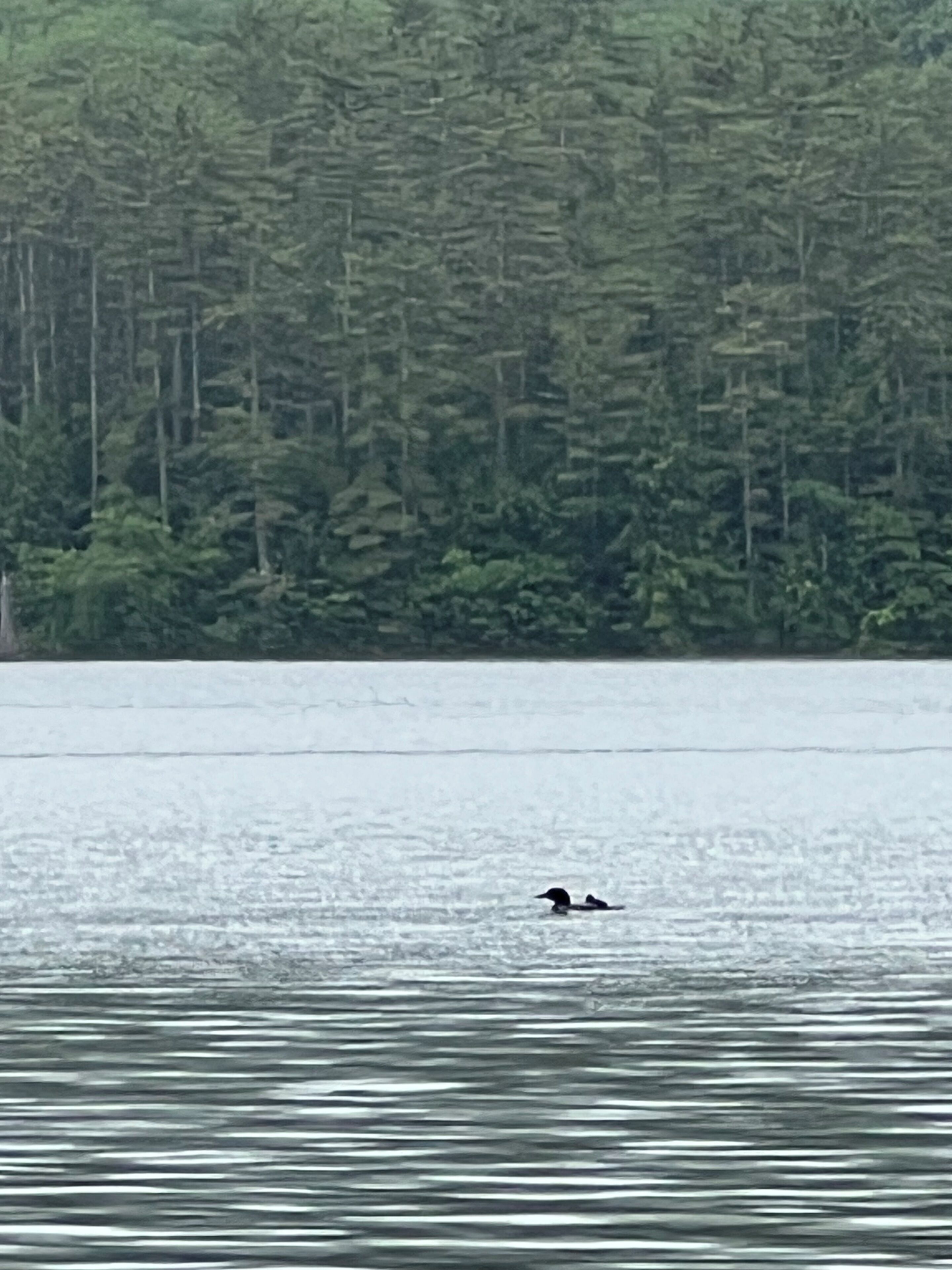 A calm lake with a dense forest in the background.