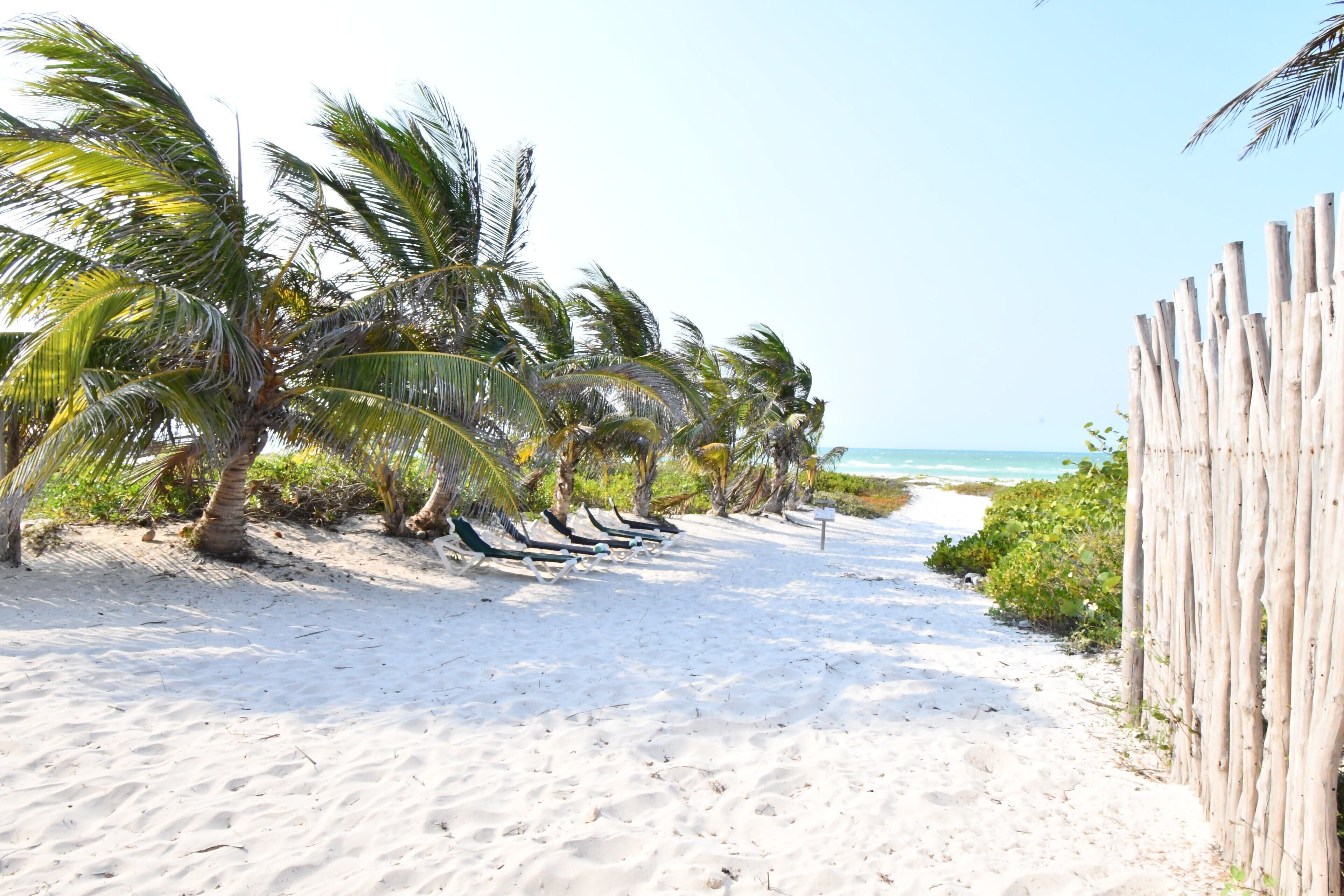 A sandy beach with palm trees and a wooden fence.