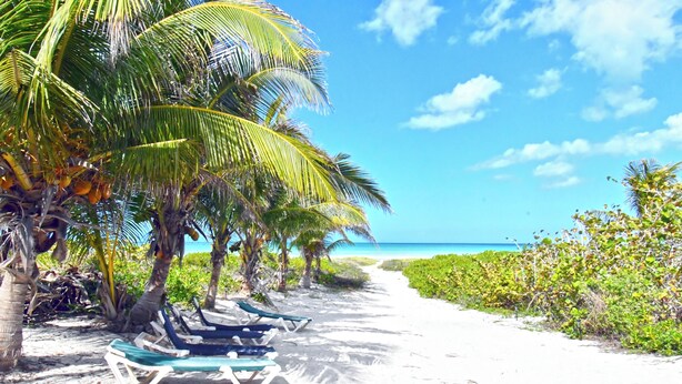 A beach path lined with palm trees and lounge chairs. - Arena y Mar Beachfront House, El Cuyo by The Spot Rentals (Tizimín)