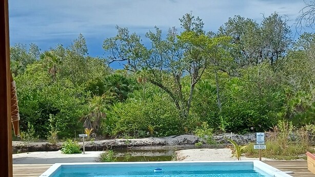 Ein rechteckiger Pool mit Holzdeck im Vordergrund, umgeben von einer natürlichen Landschaft mit Bäumen und einer felsigen Uferlinie.