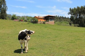 Property grounds - Farmhouse 'Casa Jesusa' with Mountain View, Private Terrace and Wi-Fi (Gijon)