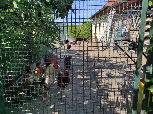 Terrein van de accommodatie