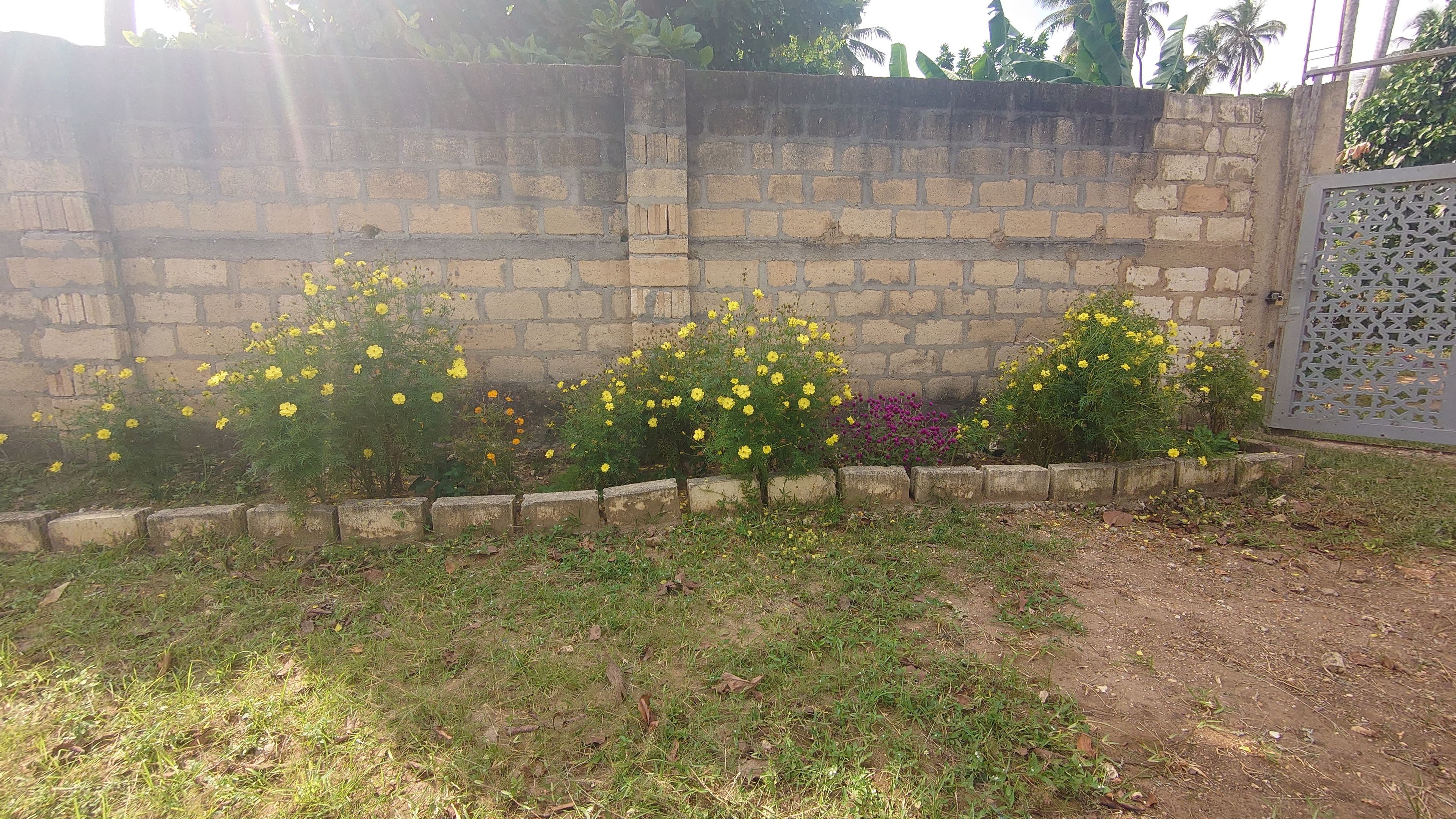 A garden with yellow flowering plants and a brick wall.