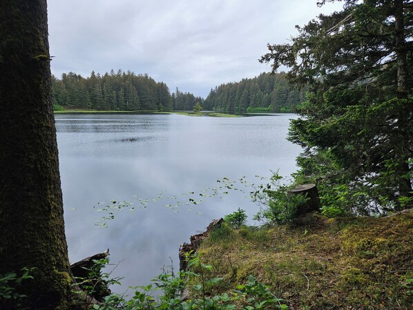 Un lago tranquillo circondato da una fitta foresta e un tronco d'albero ricoperto di muschio.