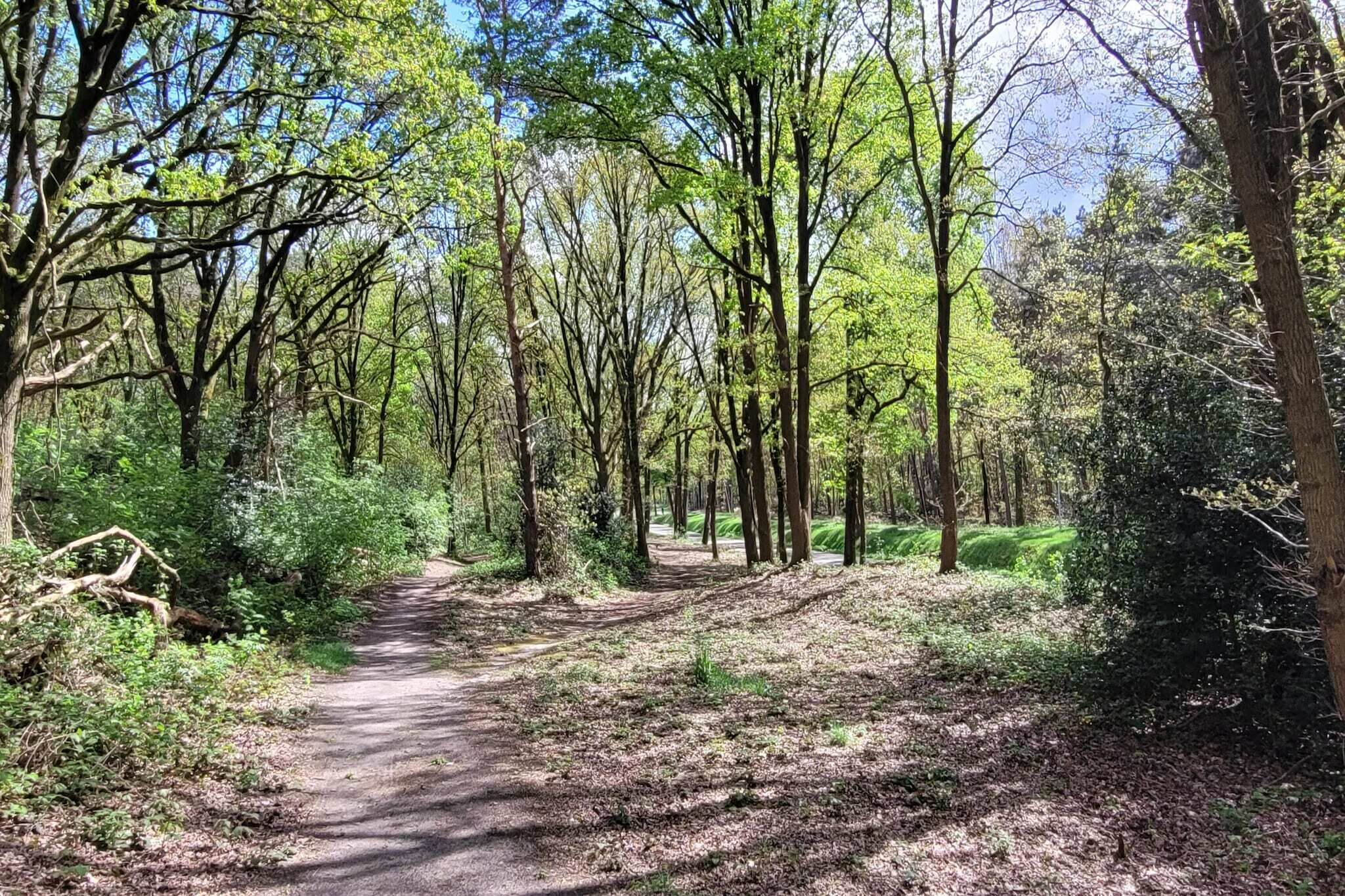A forest path surrounded by tall trees and dense underbrush.