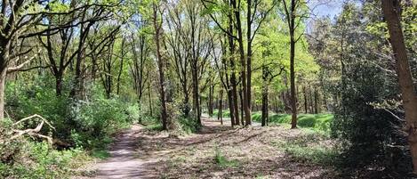 A forest path surrounded by tall trees and dense underbrush.