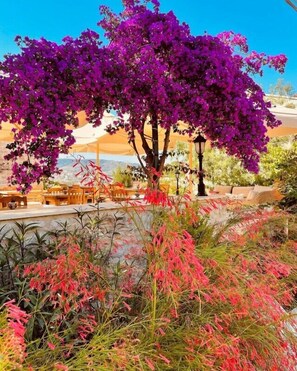 Un árbol con flores moradas en un jardín con mesas al aire libre.
