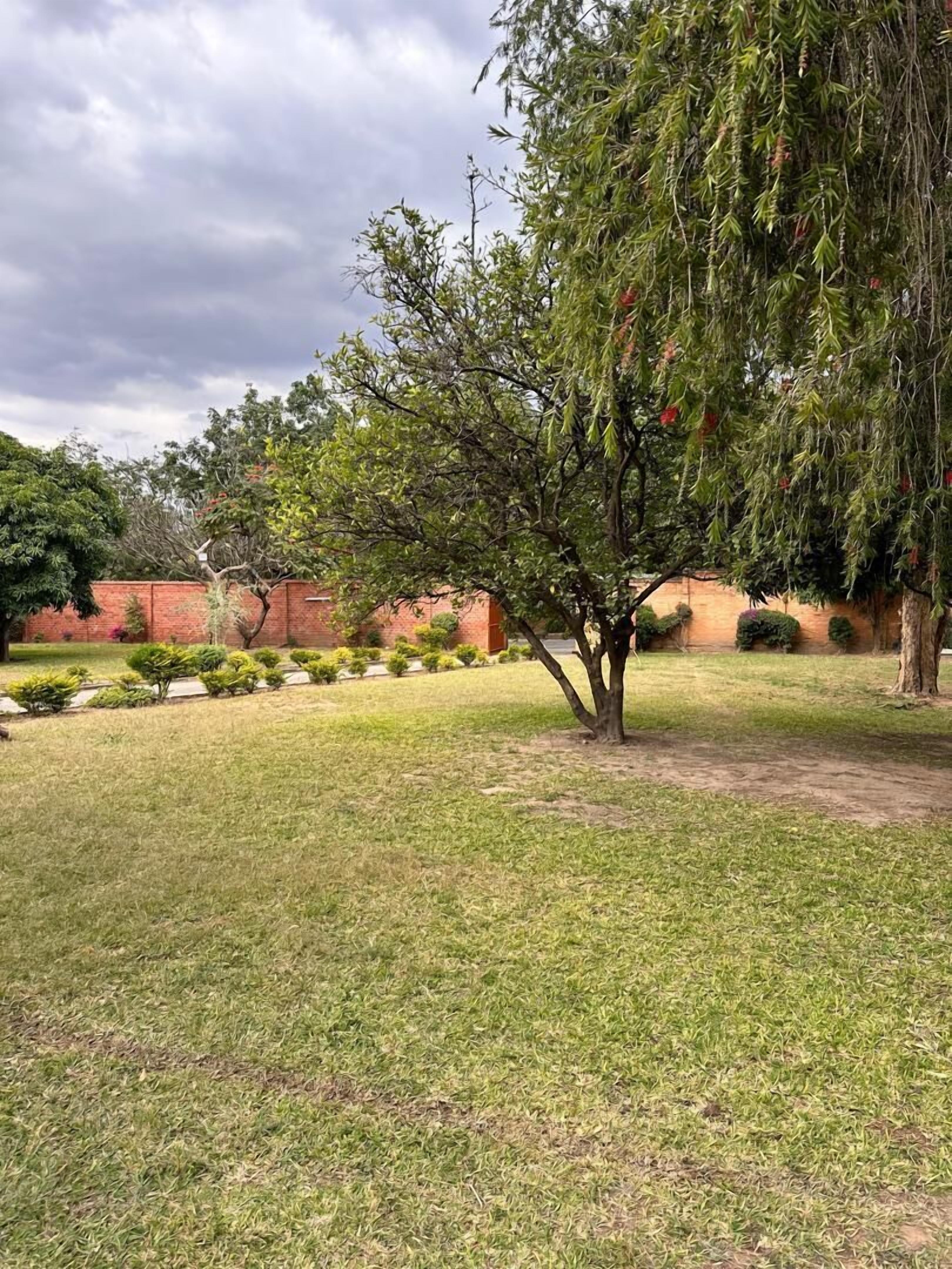 A well-maintained garden with a variety of trees and shrubs, a brick wall in the background, and a clear sky.
