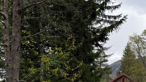 A rustic cabin with a gravel path leading to it, surrounded by dense forest and a mountain in the background.
