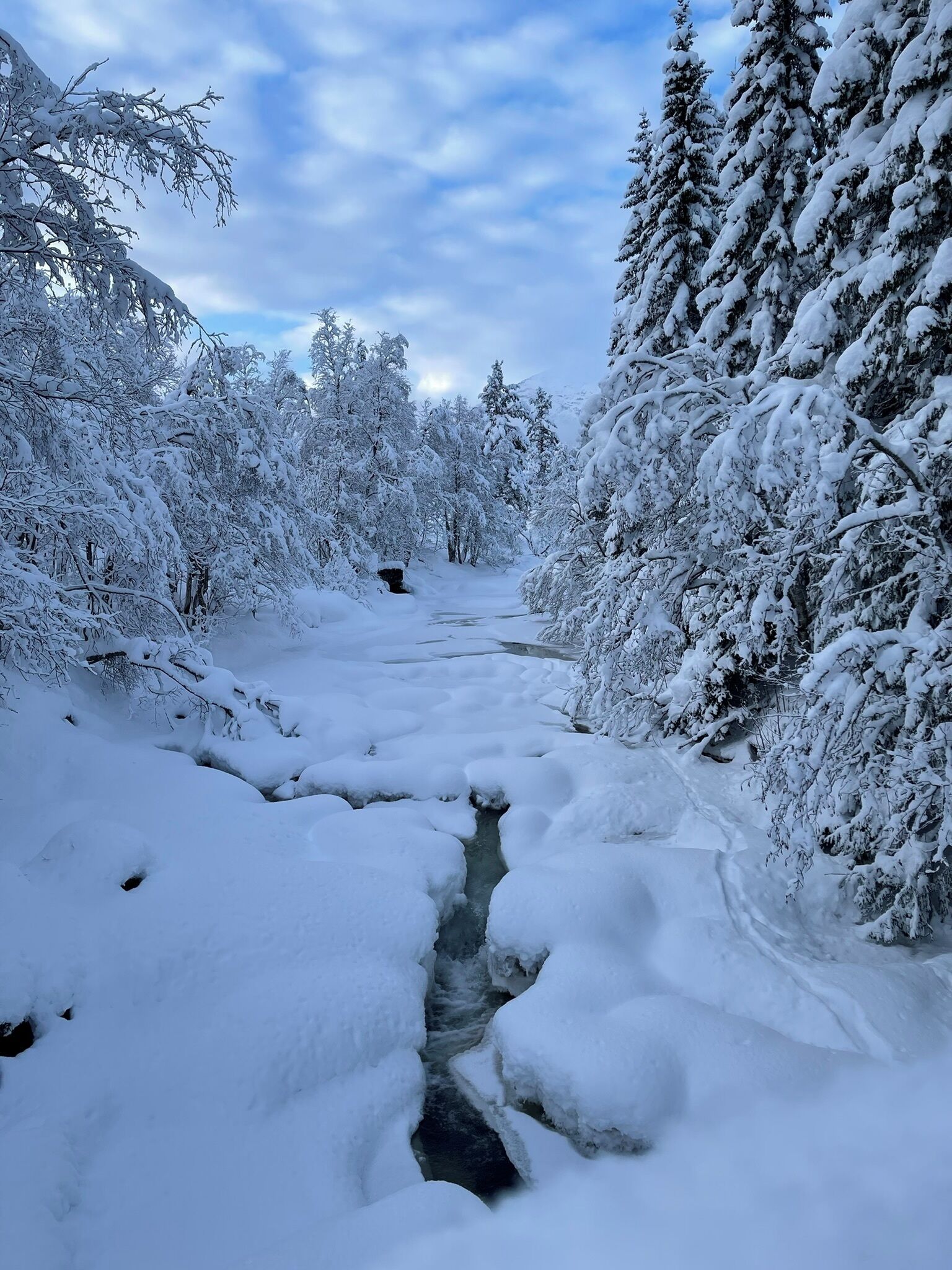 Et snæverkket landskab med en frossen å, tætte træer og en klar himmel.