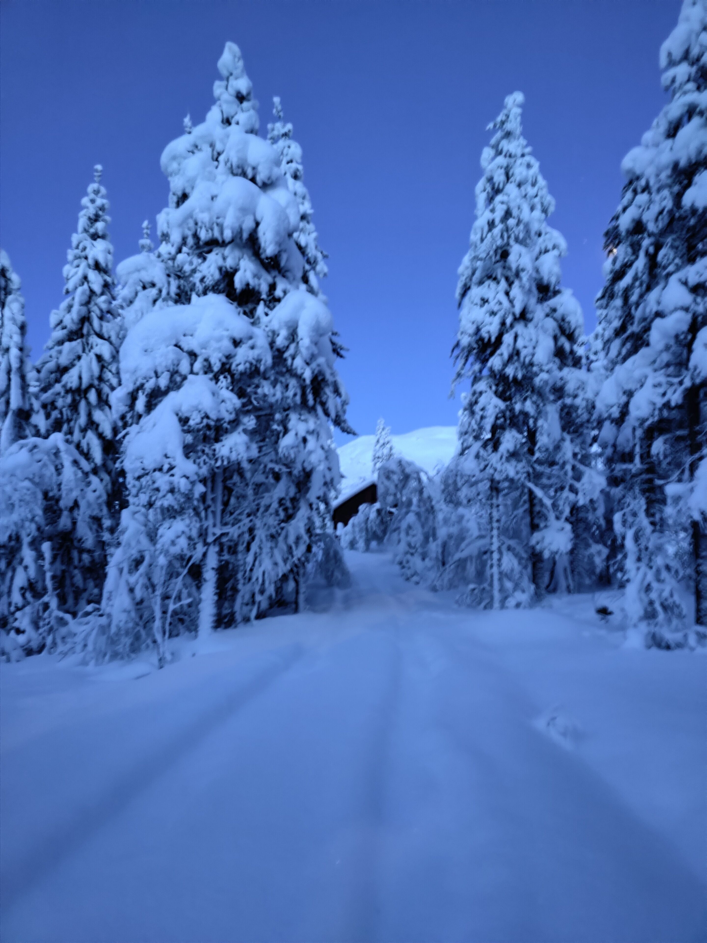 A snow-covered road flanked by tall evergreen trees.
