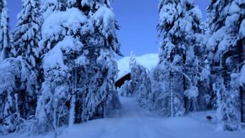 A snow-covered road flanked by tall evergreen trees.
