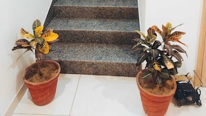 A staircase with a handrail, two potted plants at the bottom, and a power outlet on the wall. - Hotel Rajvi Residency A Unit of JAS Hotels & Resorts (Bikaner)