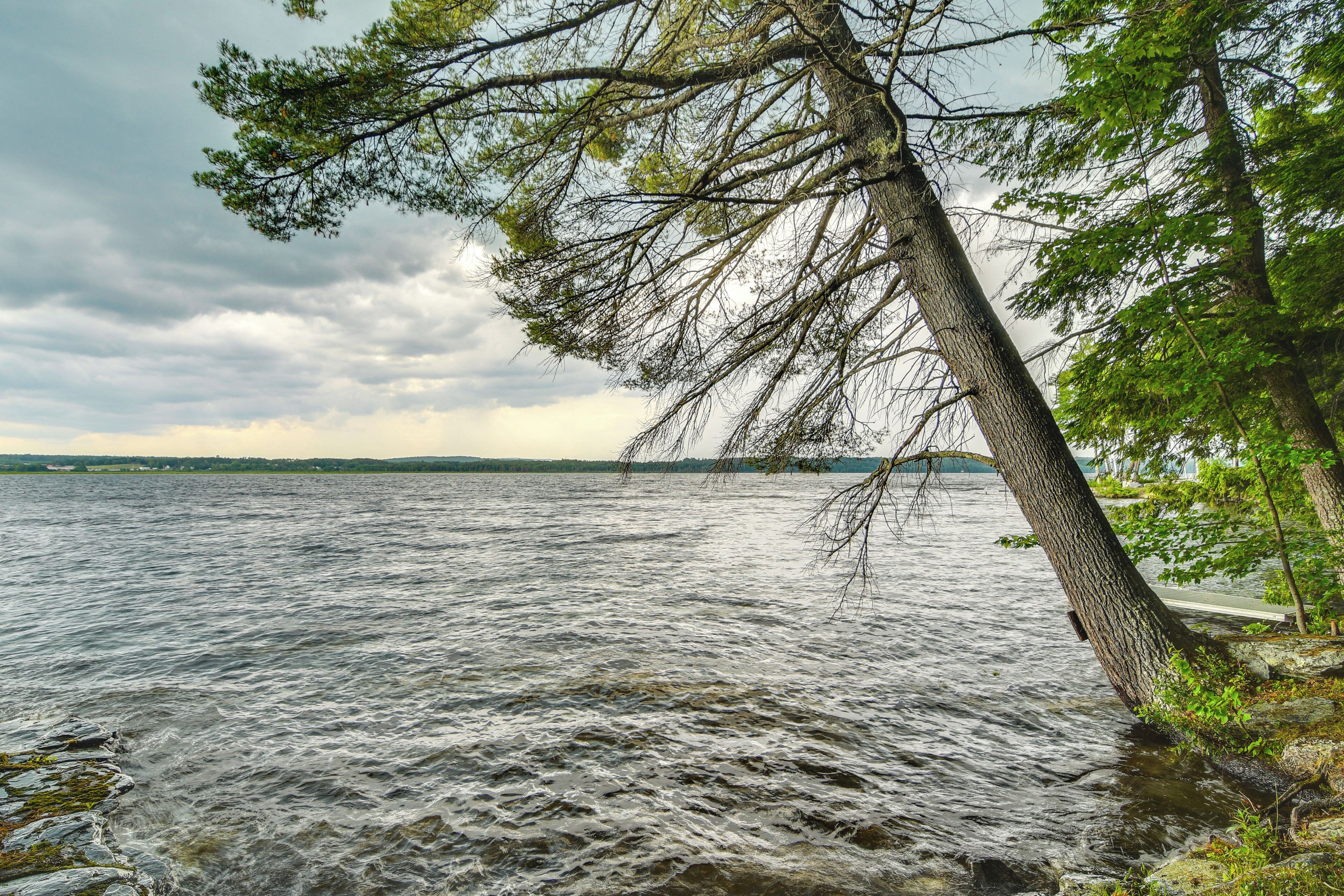 A calm lake with a leaning tree on the right and a distant shoreline.