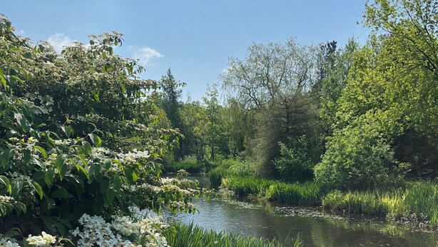 Paesaggio tranquillo lungo un fiume, con vegetazione lussureggiante e arbusti in fiore bianchi.