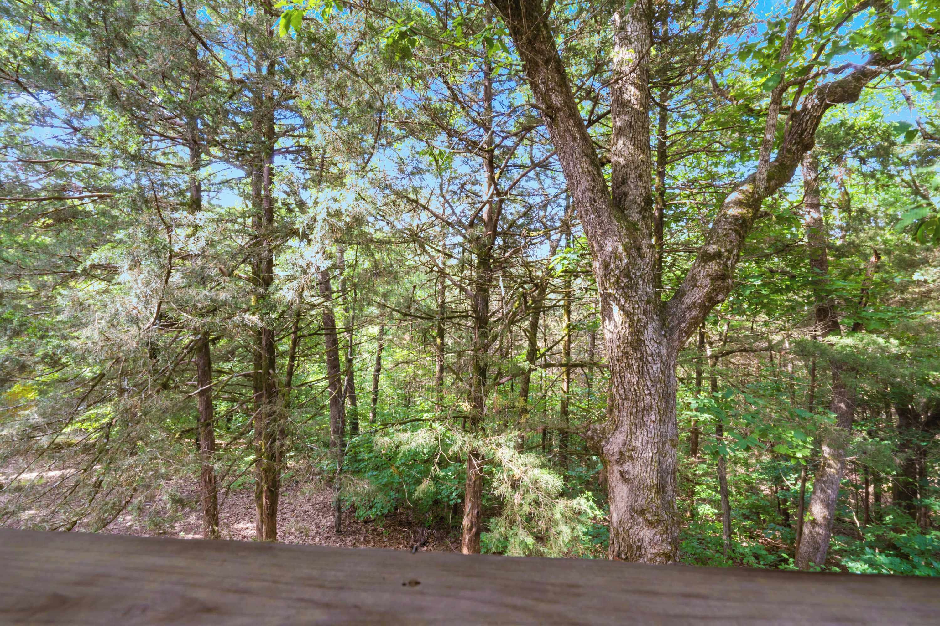 A forested area with tall trees and dense undergrowth.