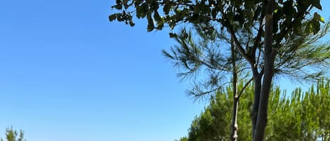 Daily continental breakfast (TRY 400 per person)