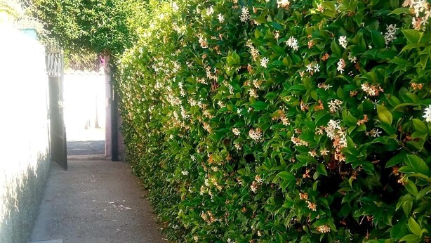 Ein Pfad, gesäumt von dichtem Grün und weißen Blüten, der zu einem Gebäude im Hintergrund führt.