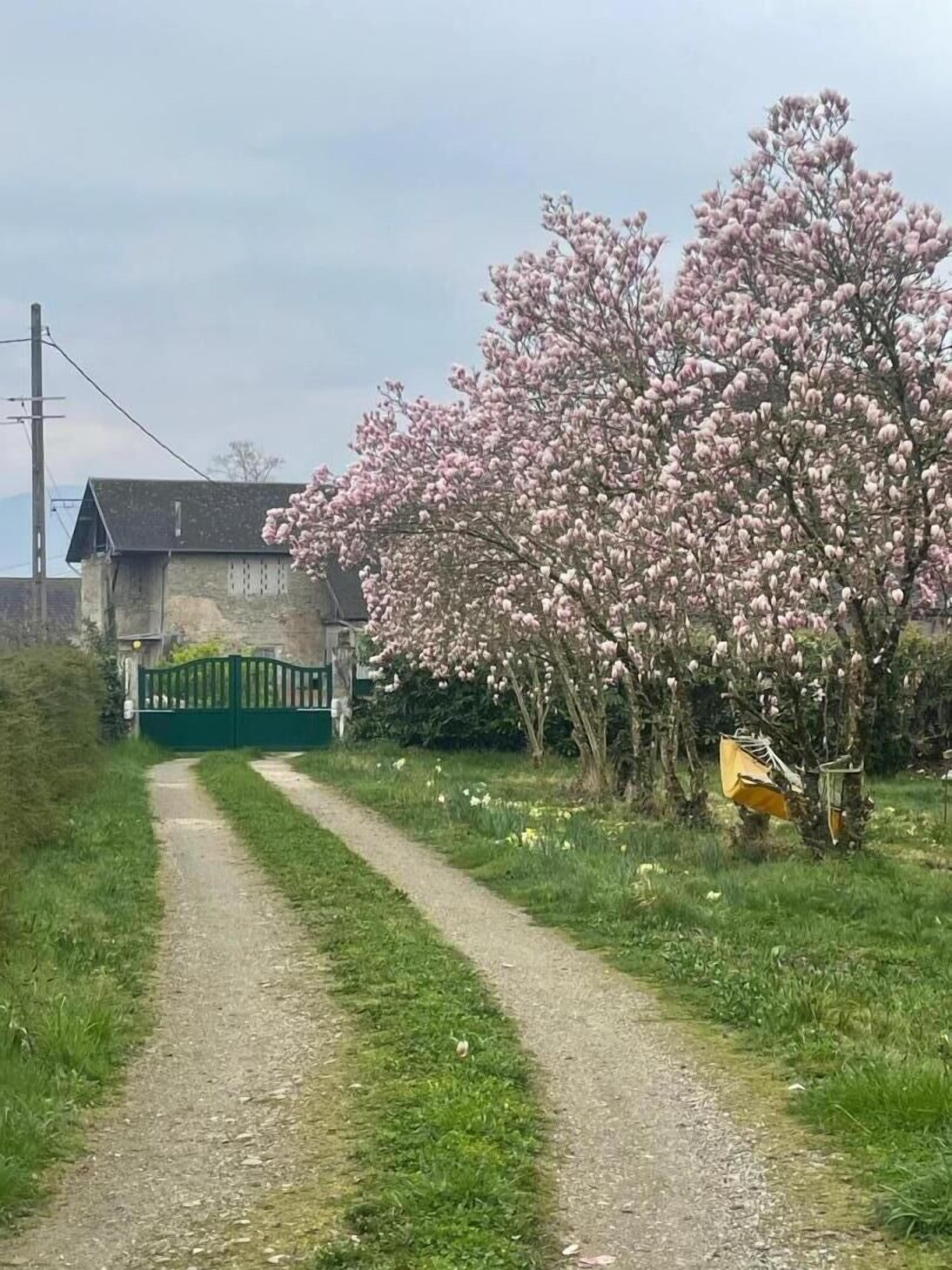 Een landweg met een groen hek en een boom met roze bloesems.