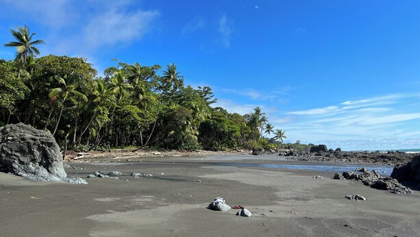 Ein Strand mit dunklem Sand, vereinzelten Felsen und dichter Vegetation aus Palmen unter blauem Himmel.