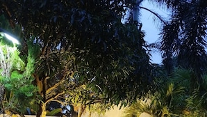 An outdoor seating area with two wooden chairs, surrounded by potted plants and trees, under ambient lighting. - Cosy White Palace  (Negombo)