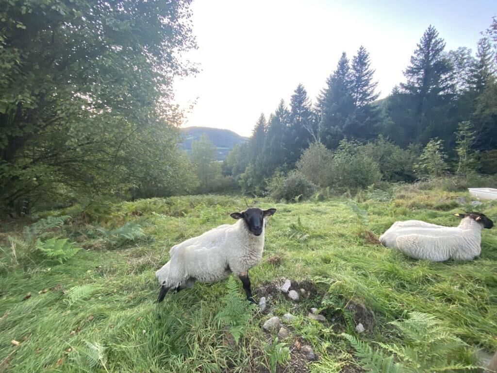 Un campo cubierto de hierba con ovejas.