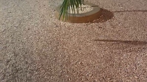 Una pequeña palmera en una maceta sobre superficie texturizada, con una piscina y sillas al fondo.