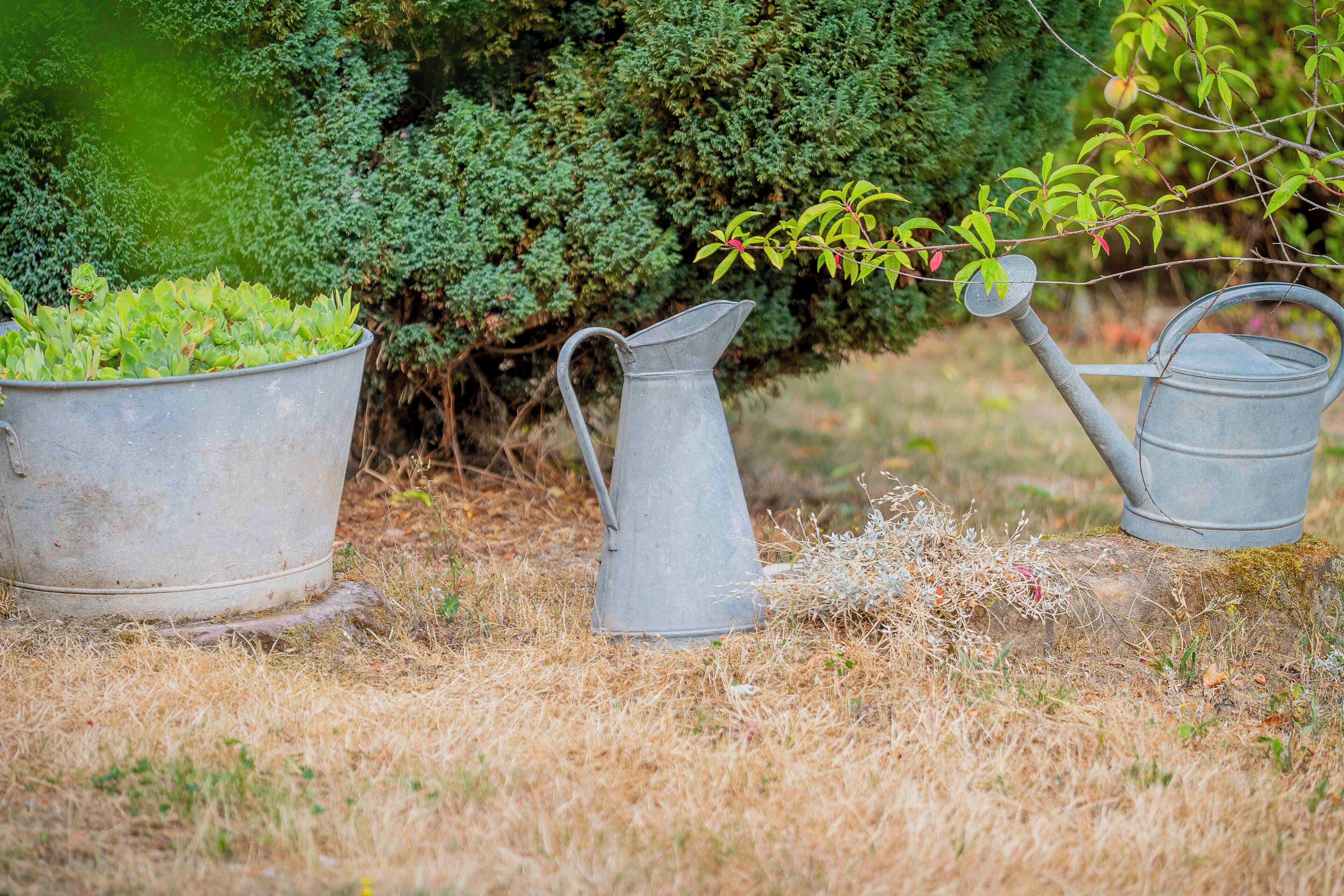 Three metal watering cans in a garden setting.