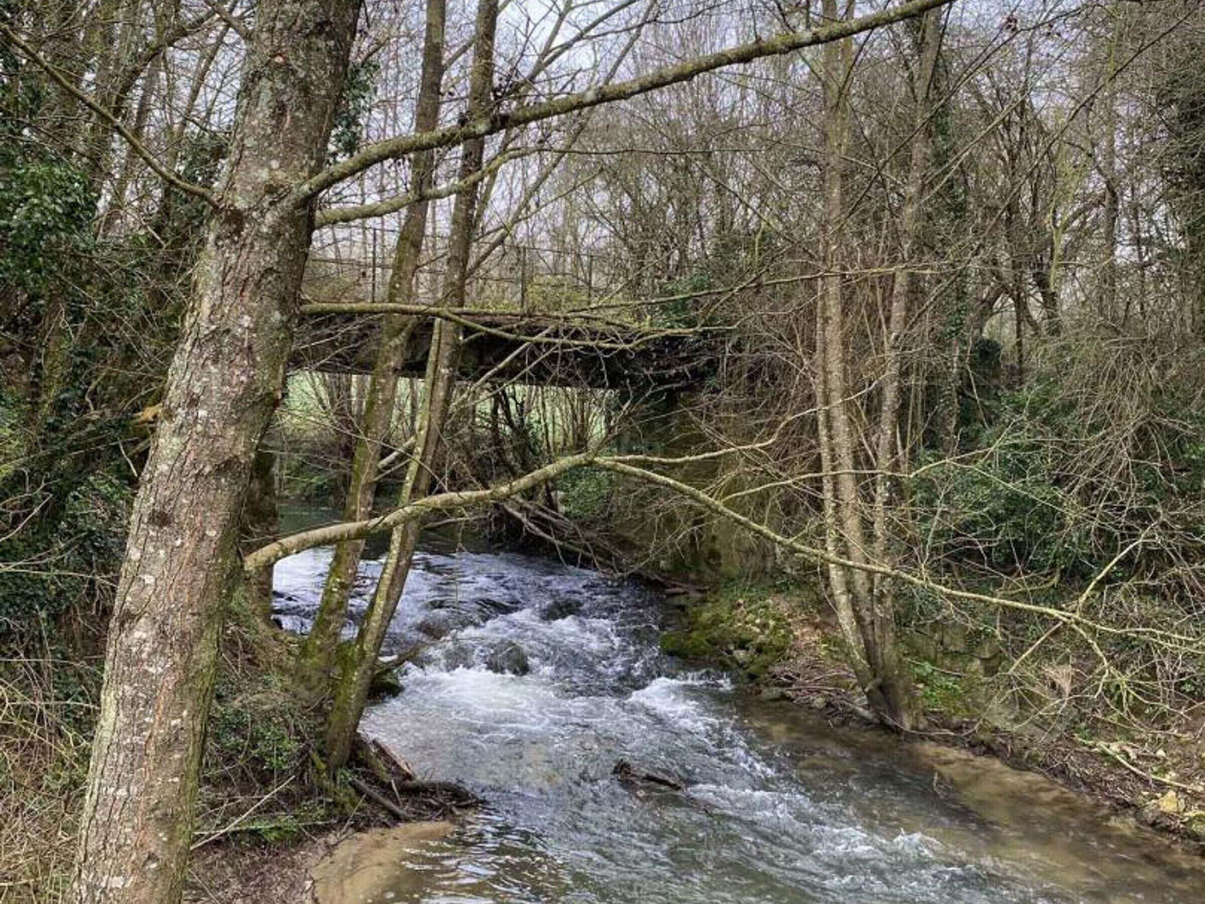 A small, clear stream flowing under a bridge in a wooded area.