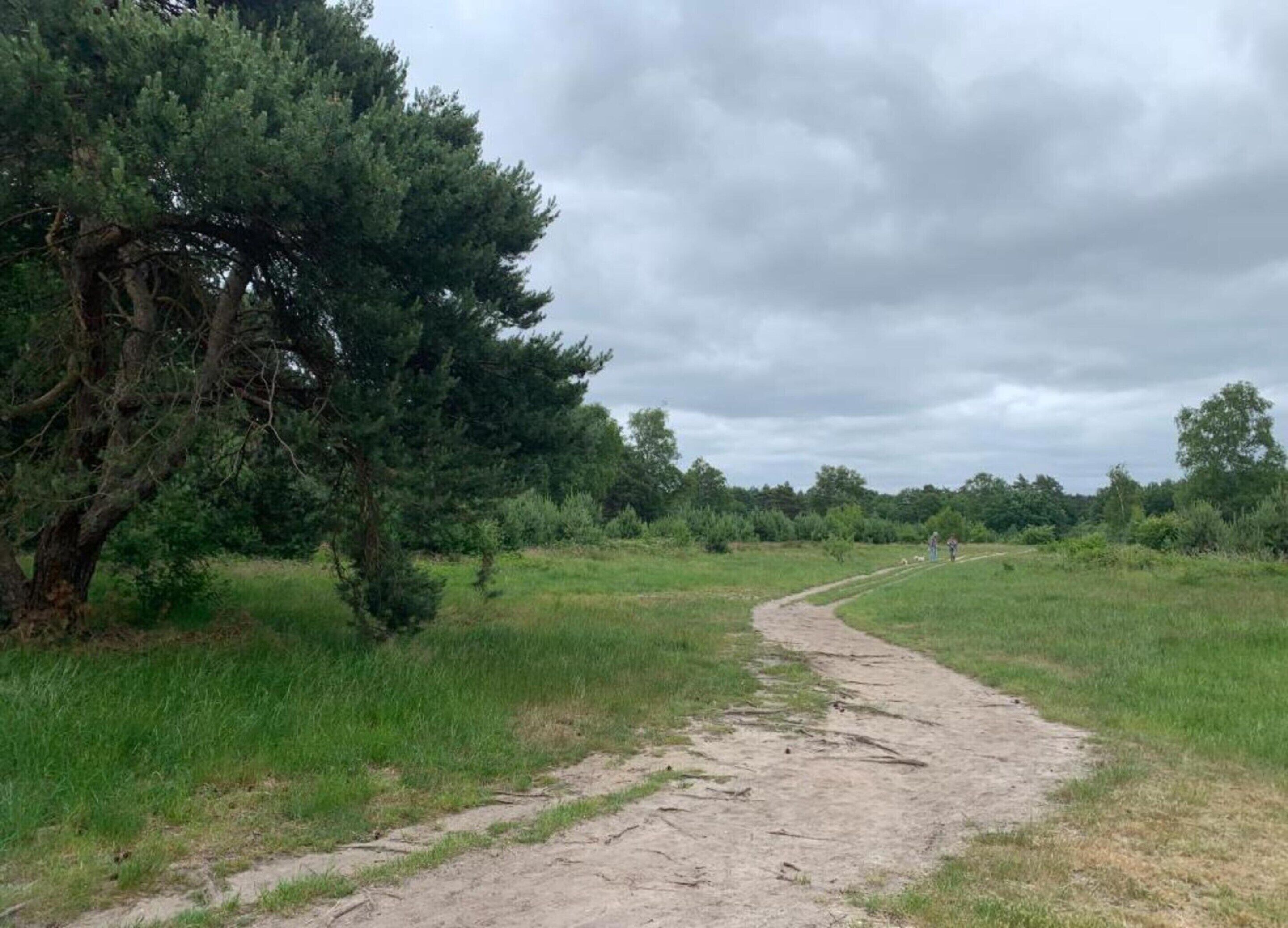 A dirt path winding through a grassy field with trees on one side.