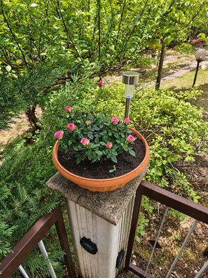 Unclassified image, 4 of 23, button - The Garden (Calvello)