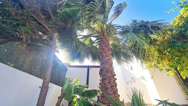 A courtyard with palm trees and a white building. - Casa Maracuya (Castillo Caleta de Fuste)