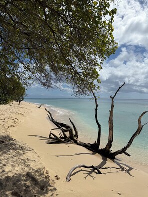 A beach with clear water, a sandy shore, and a large tree with exposed roots.