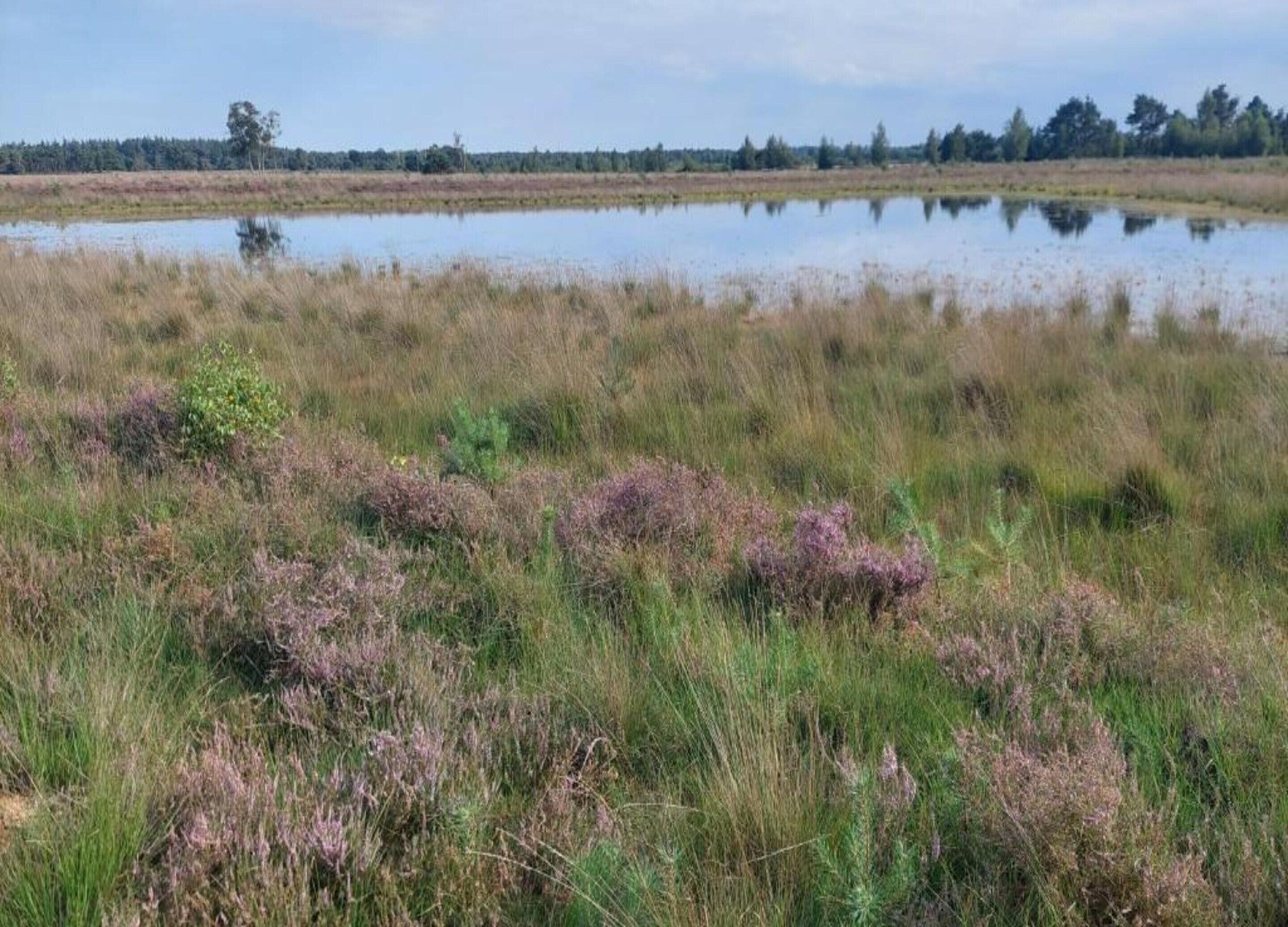 A natural landscape with a body of water, grassy areas, and a line of trees in the background.