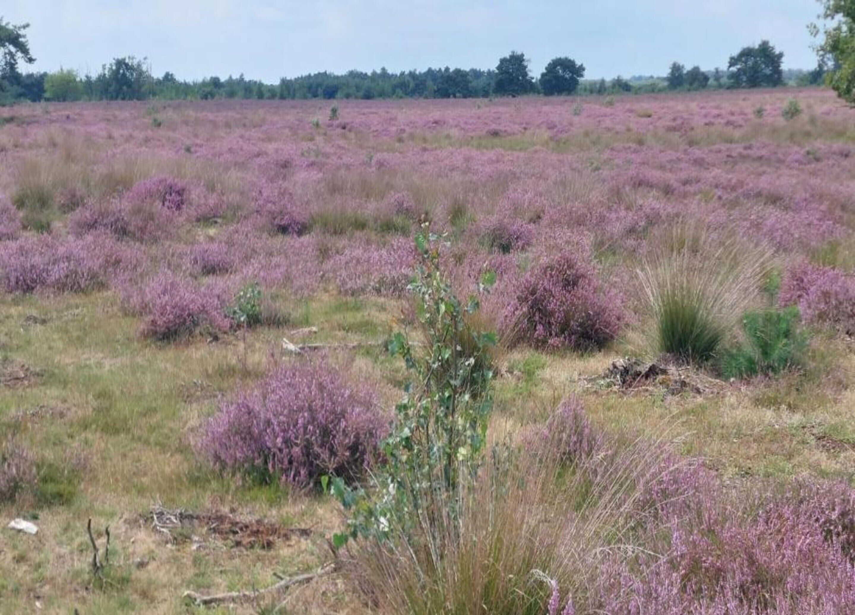 A field of purple heather with a few green shrubs in the foreground.