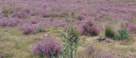 A field of purple heather with a few green shrubs in the foreground.