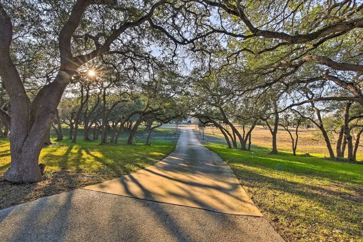 A pathway lined with trees and a clear sky.