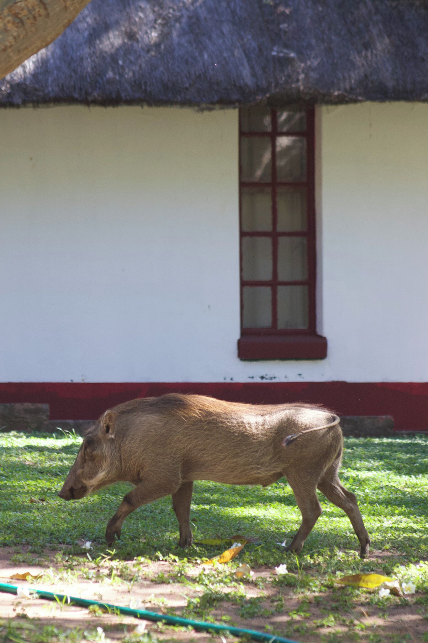 A wild boar walking in front of a white building with a red window and a thatched roof.