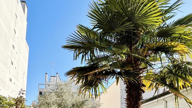 Um caminho de paralelepípedos estreito, ladeado por vegetação exuberante e edifícios brancos.