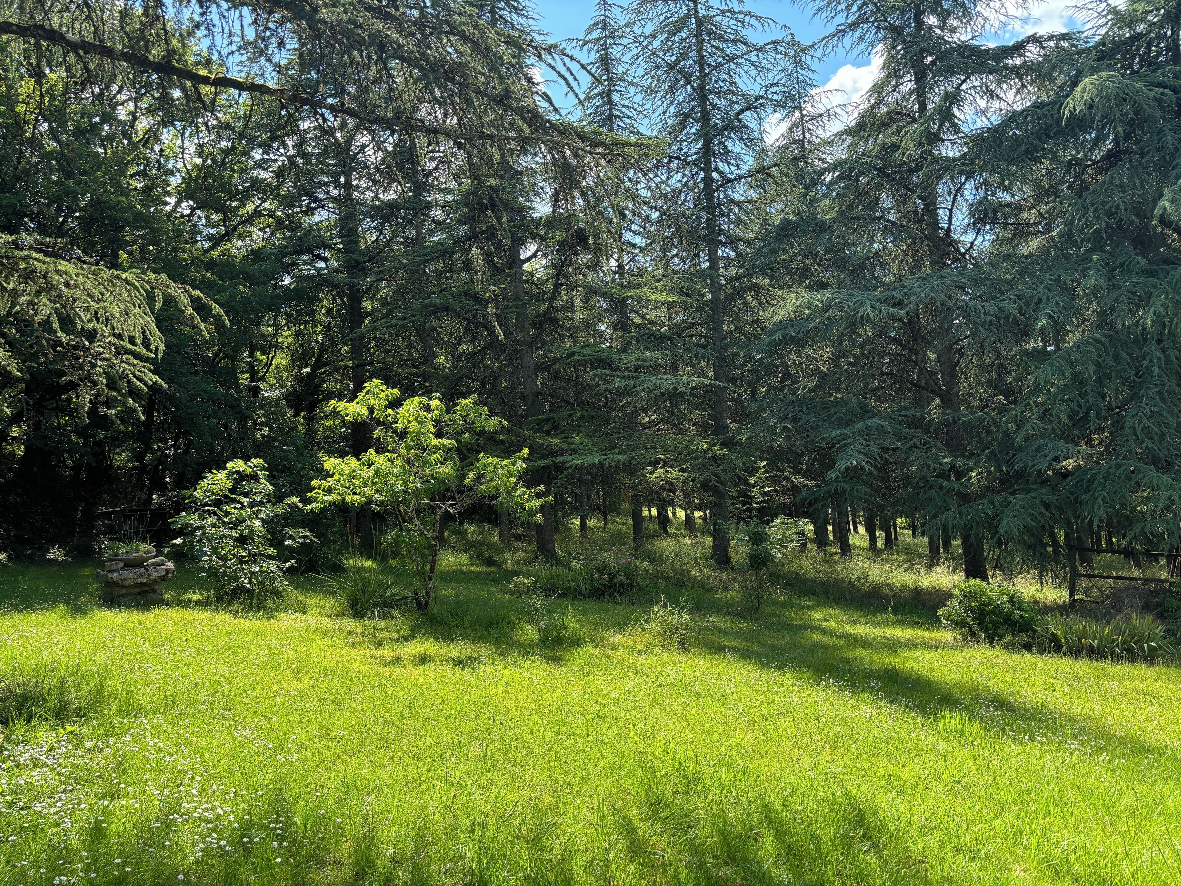 Uma área arborizada com um campo gramado e um pequeno lago.