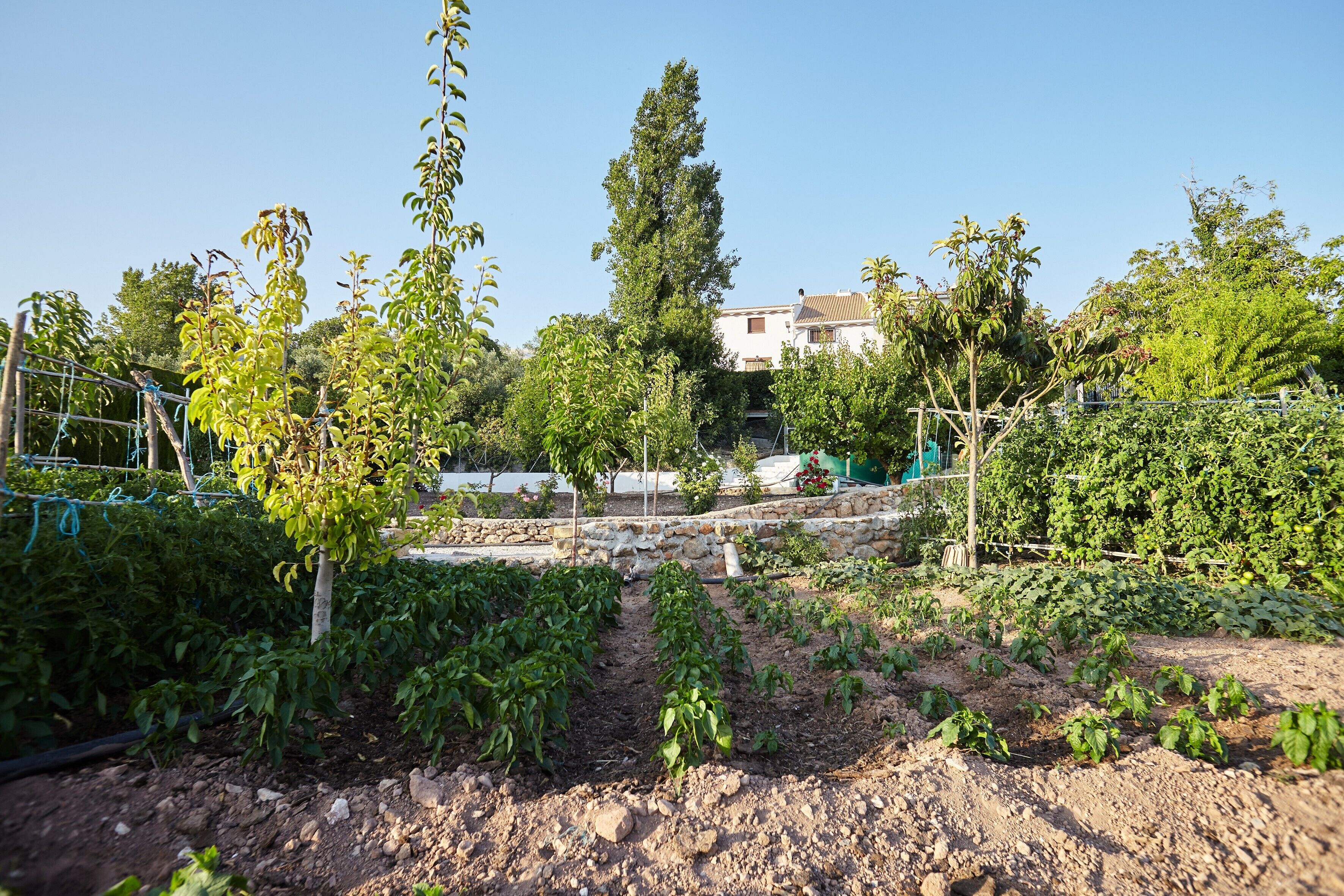 A garden with various plants and trees, a stone wall, and a building in the background.
