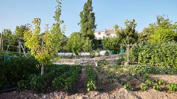 A garden with various plants and trees, a stone wall, and a building in the background.