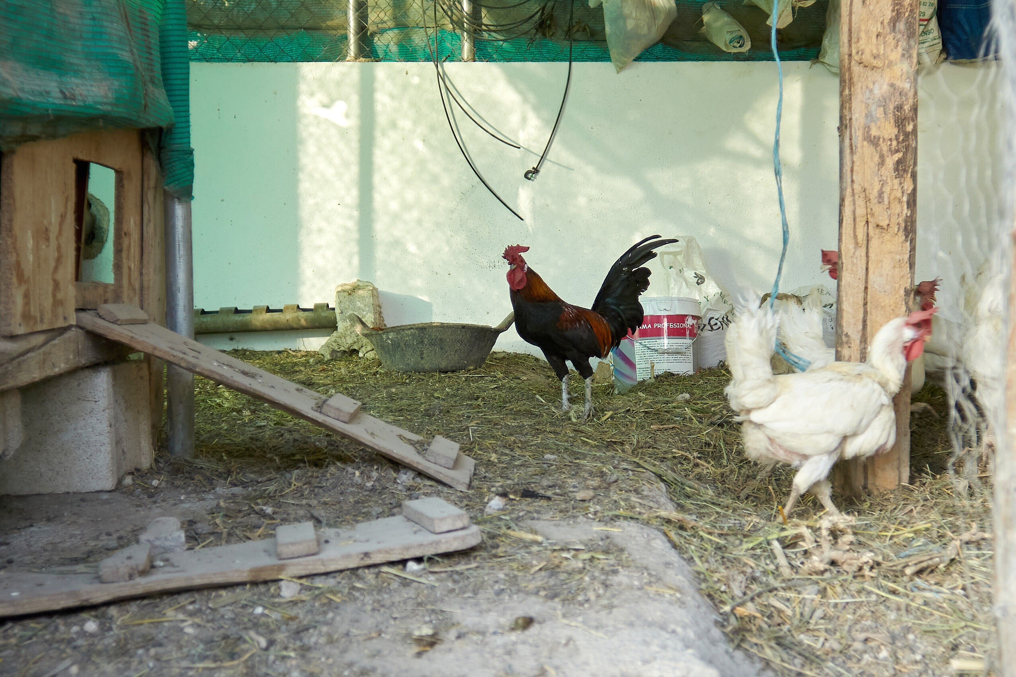 Un gallinero rústico con estructuras de madera, zona de alimentación y un gallo.