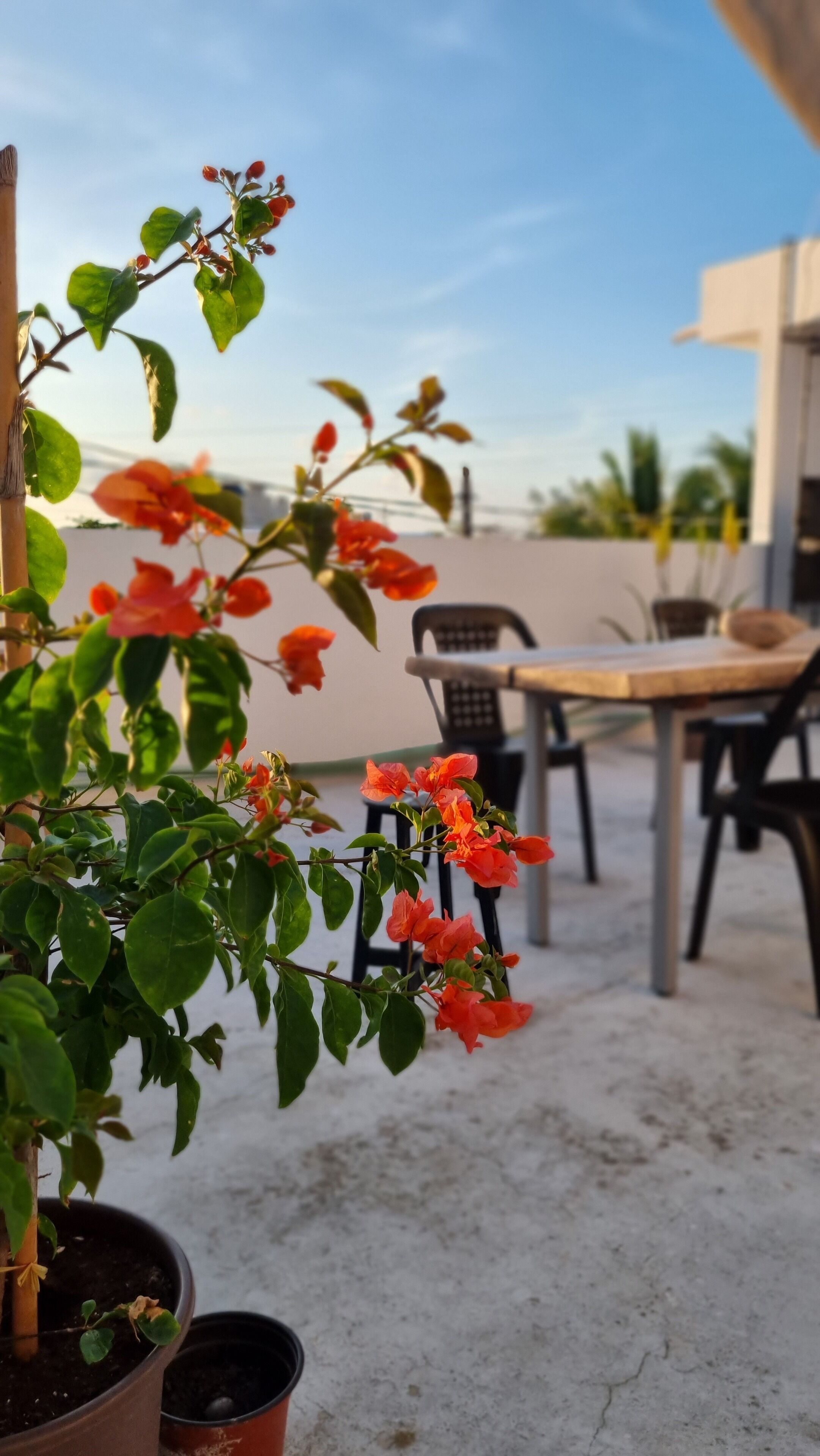 Ein Blumentopf mit roten Blüten in einer Terrassenanlage mit Tisch und Stühlen.