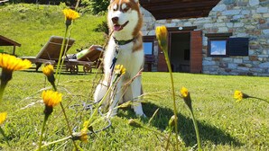 A dog in a grassy area with a stone building in the background. - Chalet 'Baita Casapendola' (Roncegno Terme)
